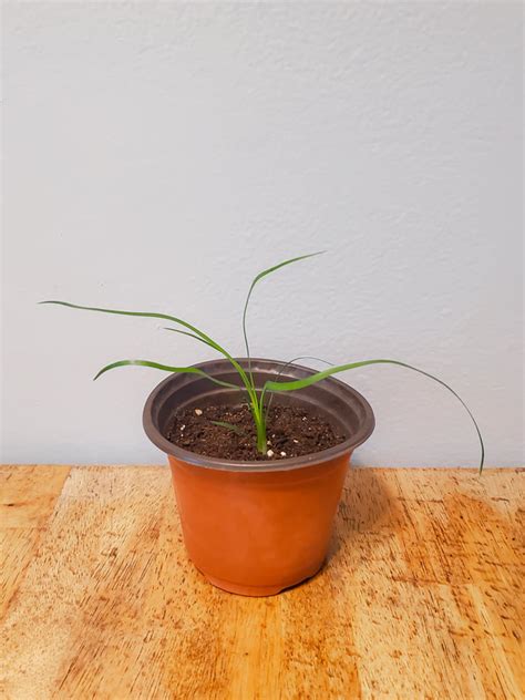 ponytail palm seedlings